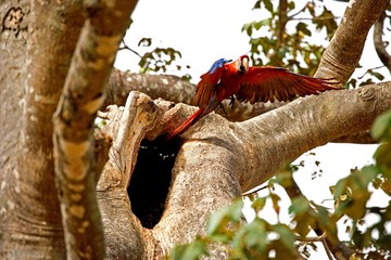 Scarlet Macaw, ara macao, taking off from Nest, in Flight, Los Lianos in Venezuela © slowmotiongli