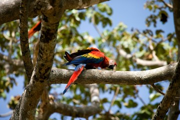 Scarlet Macaw, ara macao, Los Lianos in Venezuela