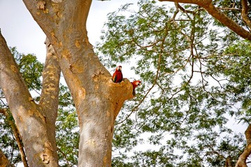 Scarlet Macaw, ara macao, Pair standing at Nest, Los Lianos in Venezuela © slowmotiongli