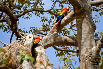 Scarlet Macaw, ara macao, pair standing near Nest, Los Lianos in Venezuela © slowmotiongli