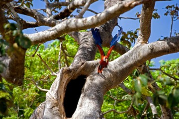 Scarlet Macaw, ara macao, taking off from Nest, in Flight, Los Lianos in Venezuela © slowmotiongli