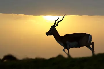 Blackout roller blinds Antelope Blackbuch Antilope, antilope cervicapra, silhouette of Male