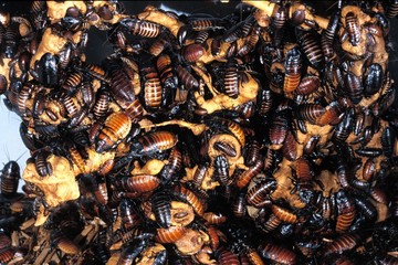 Madagascar Giant Hissing Cockroach, gromphadorhina portentosa