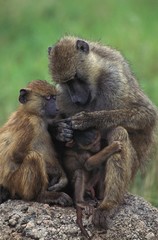 Chacma Baboon, papio ursinus, Mother and youngs, Grooming, Kruger Park in South Africa