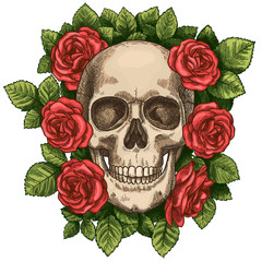 Skull and roses. Dead skeleton head and red flowers, hand drawn gothic tattoo graphic. Vintage scary halloween death sketch vector symbol. Colorful blossom and green foliage around head
