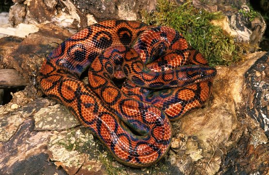 Rainbow Boa, epicrates cenchria