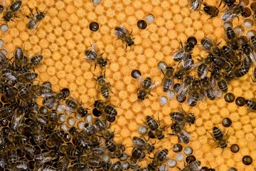 Honey Bee, apis mellifera, Worker looking after Larvae on Brood Comb, Bee Hive in Normandy