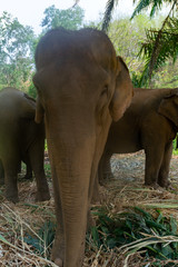 Fototapeta premium Elephants in Chiang Mai, Thailand.
