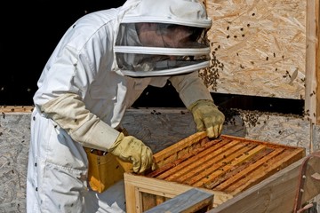 Honey Bee, apis mellifera, Worker looking after Larvae on Brood Comb, Man working on Bee Hive in Normandy