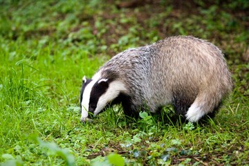 European Badger, meles meles, Normandy © slowmotiongli