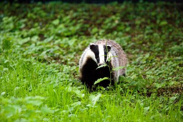 European Badger, meles meles, Normandy © slowmotiongli