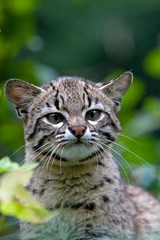 Portrait of Geoffroy's Cat, oncifelis geoffroyi