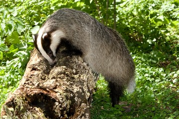 European Badger, meles meles, looking for Food on Tree Trunk, Normandy © slowmotiongli