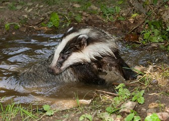European Badger, meles meles, having Bath, Normandy © slowmotiongli