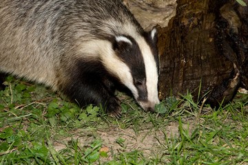 Naklejka premium European Badger, meles meles, Normandy