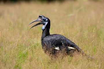 Ground Hornbill or Northern Ground Hornbill, bucorvus abyssinicus, Female