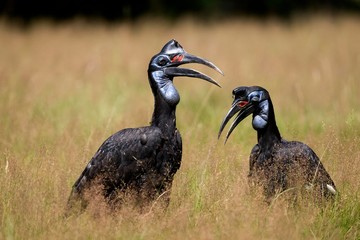 Ground Hornbill or Northern Ground Hornbill, bucorvus abyssinicus, Female