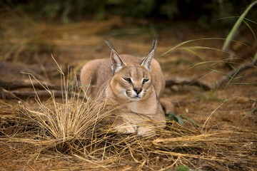 Caracal, caracal caracal