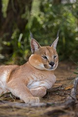 Caracal, caracal caracal