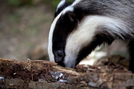 European Badger, meles meles, looking for Food on Tree Trunk, Normandy