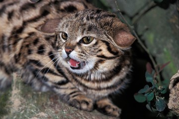 Black-footed Cat, felis nigripes, Snarling