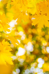 Autumn background. Tree branch with maple leaves on a blurred background. Autumn design background with yellow leaves. Copy space. Soft focus