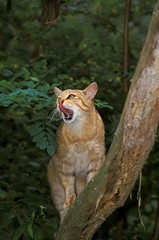 Naklejka na ściany i meble European Wildcat, felis silvestris, Licking its Nose