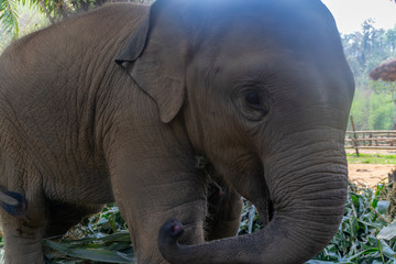 Fototapeta premium Baby elephants in Chiang Mai, Thailand.