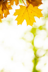 Autumn background. Tree branch with maple leaves on a blurred background. Autumn design background with yellow leaves. Copy space. Soft focus