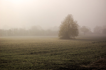 Morning mist on a winters day over Belper Meadows