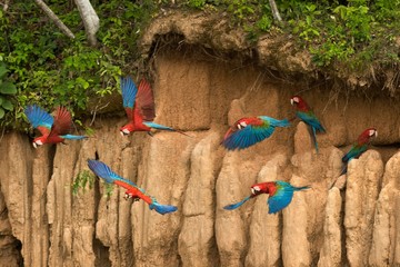Red-and-Green Macaw, ara chloroptera, Group eating Clay, in Flight, Cliff at Manu Reserve in Peru © slowmotiongli