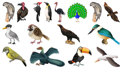 Fototapeta premium Set of different birds cartoon style isolated on white background