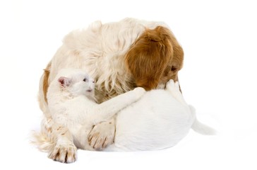 Cinnamon Color French Spaniel Male Dog and White Domestic Cat