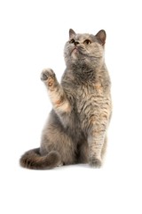 Blue Cream British Shorthair Domestic Cat, Female playing against white Background