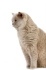 Lilac Cream British Shorthair Domestic Cat, Male standing against White Background