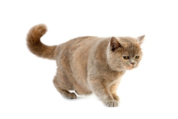 Lilac Cream British Shorthair Domestic Cat, Female standing against White Background