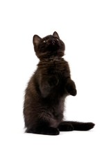 Black British Shorthair Domestic Cat, 2 Months Old Kitten