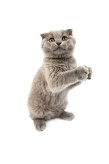 Blue Scottish Fold Domestic Cat, 2 Months Old Kitten standing on Hind Legs