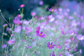 Pink flowers resembling chamomile against a blurry background.