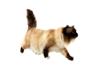 Obraz premium Chocolate Birmanese Domestic Cat against White Background
