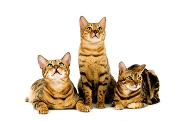 Brown Spotted Tabby and Brown Marbled Tabby Bengal Domestic Cat standing against White Background