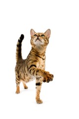 Brown Spotted Tabby Bengal Domestic Cat standing against White Background