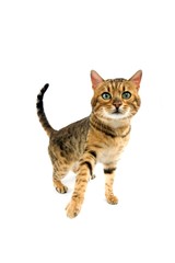 Brown Spotted Tabby Bengal Domestic Cat standing against White Background