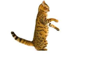 Brown Spotted Tabby Bengal Domestic Cat standing on Hind Legs against White Background