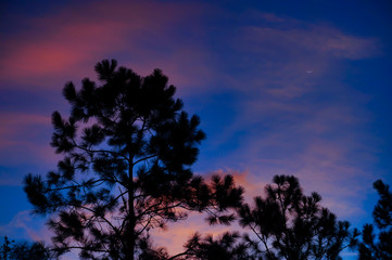 Fototapeta premium New moon above pine tree in the morning