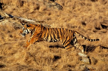 Naklejka na ściany i meble Bengal Tiger, panthera tigris tigris, Adult Running