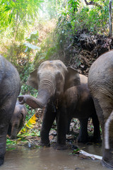 Fototapeta premium Elephants in Chiang Mai, Thailand.
