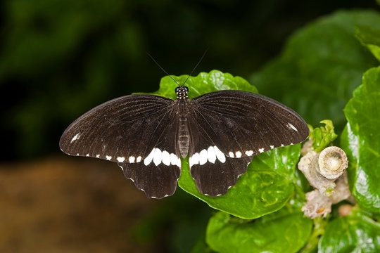Common Mormon Butterfly, papilio polytes, standing on Leaf
