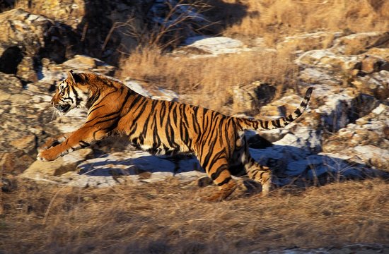 Bengal Tiger, panthera tigris tigris, Adult Running