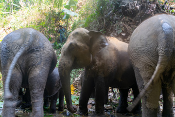 Elephants in Chiang Mai, Thailand.